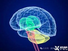 BrainBee腦科學(xué)大賽培訓(xùn)班熱報中！附BrainBee備考資料！